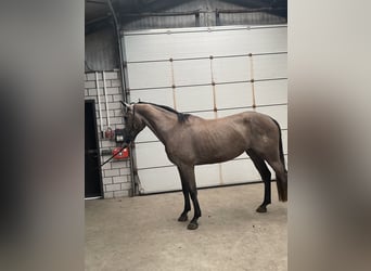 KWPN, Stute, 4 Jahre, 165 cm, Blauschimmel