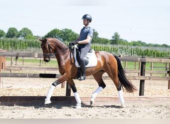 KWPN, Stute, 4 Jahre, 165 cm, Brauner