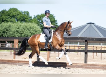 KWPN, Stute, 4 Jahre, 165 cm, Brauner