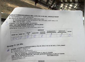 KWPN, Stute, 4 Jahre, 165 cm, Brauner