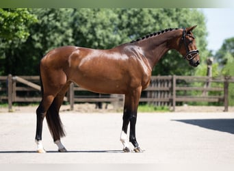 KWPN, Stute, 4 Jahre, 165 cm, Brauner