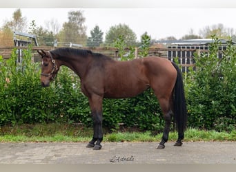 KWPN, Stute, 4 Jahre, 165 cm, Brauner