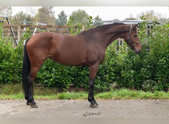 KWPN, Stute, 4 Jahre, 165 cm, Brauner