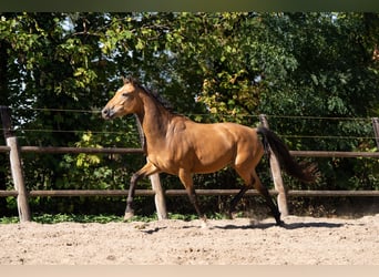 KWPN, Stute, 4 Jahre, 165 cm, Buckskin