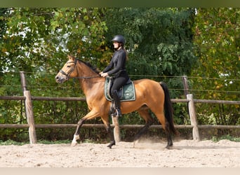 KWPN, Stute, 4 Jahre, 165 cm, Buckskin