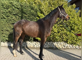 KWPN, Stute, 4 Jahre, 165 cm