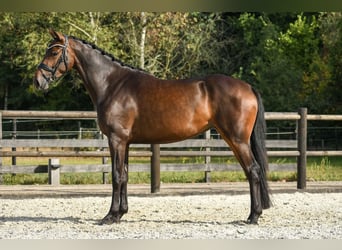 KWPN, Stute, 4 Jahre, 165 cm, Dunkelbrauner