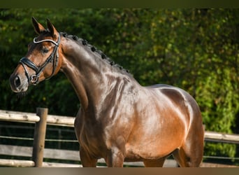 KWPN, Stute, 4 Jahre, 165 cm, Dunkelbrauner
