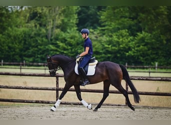 KWPN, Stute, 4 Jahre, 165 cm, Dunkelbrauner