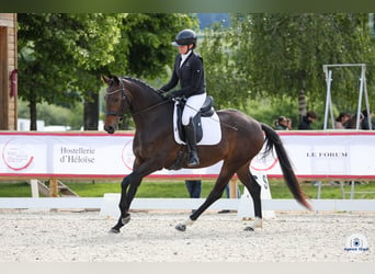 KWPN, Stute, 4 Jahre, 165 cm, Dunkelbrauner