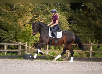 KWPN, Stute, 4 Jahre, 165 cm, Dunkelbrauner