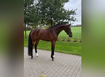 KWPN, Stute, 4 Jahre, 165 cm, Dunkelbrauner