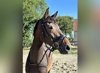 KWPN, Stute, 4 Jahre, 165 cm, Dunkelbrauner