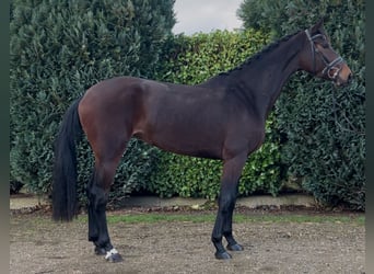 KWPN, Stute, 4 Jahre, 165 cm, Dunkelbrauner