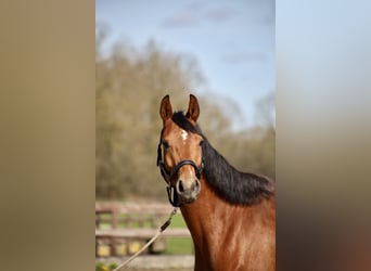KWPN, Stute, 4 Jahre, 165 cm, Dunkelbrauner