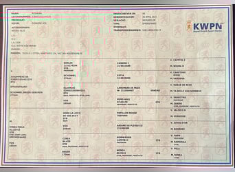 KWPN, Stute, 4 Jahre, 165 cm, Fuchs