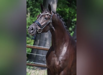 KWPN, Stute, 4 Jahre, 165 cm, Rappe
