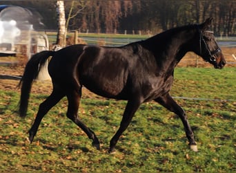 KWPN, Stute, 4 Jahre, 165 cm, Rappe