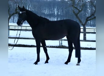 KWPN, Stute, 4 Jahre, 165 cm, Rappe