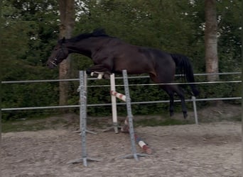 KWPN, Stute, 4 Jahre, 165 cm, Rappe