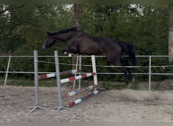 KWPN, Stute, 4 Jahre, 165 cm, Rappe