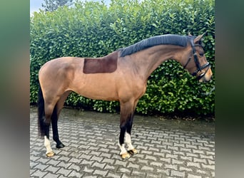 KWPN, Stute, 4 Jahre, 165 cm, Rotbrauner