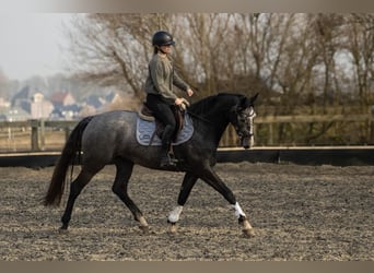KWPN, Stute, 4 Jahre, 165 cm, Schimmel