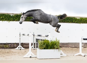 KWPN, Stute, 4 Jahre, 165 cm, Schimmel KWPN, Stute, 4 Jahre, 165 cm, Schimmel