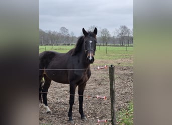 KWPN, Stute, 4 Jahre, 165 cm, Schwarzbrauner