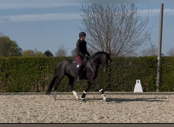 KWPN, Stute, 4 Jahre, 165 cm, Schwarzbrauner