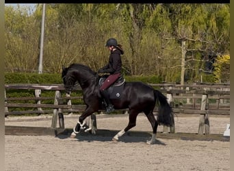 KWPN, Stute, 4 Jahre, 165 cm, Schwarzbrauner