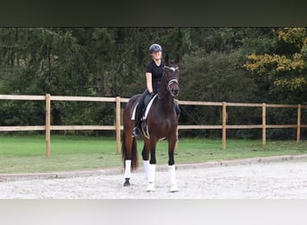 KWPN, Stute, 4 Jahre, 166 cm, Dunkelbrauner KWPN, Stute, 4 Jahre, 166 cm, Dunkelbrauner