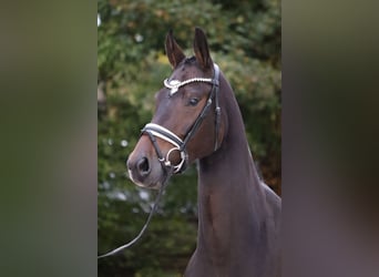 KWPN, Stute, 4 Jahre, 166 cm, Dunkelbrauner KWPN, Stute, 4 Jahre, 166 cm, Dunkelbrauner