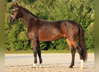 KWPN, Stute, 4 Jahre, 166 cm, Dunkelbrauner KWPN, Stute, 4 Jahre, 166 cm, Dunkelbrauner