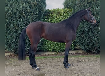 KWPN, Stute, 4 Jahre, 166 cm, Dunkelbrauner