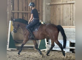 KWPN, Stute, 4 Jahre, 166 cm, Dunkelbrauner