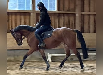 KWPN, Stute, 4 Jahre, 166 cm, Dunkelbrauner