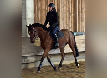 KWPN, Stute, 4 Jahre, 166 cm, Dunkelbrauner