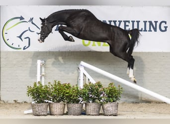 KWPN, Stute, 4 Jahre, 166 cm, Dunkelbrauner