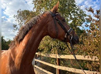 KWPN, Stute, 4 Jahre, 166 cm, Dunkelfuchs