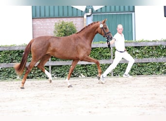 KWPN, Stute, 4 Jahre, 166 cm, Fuchs