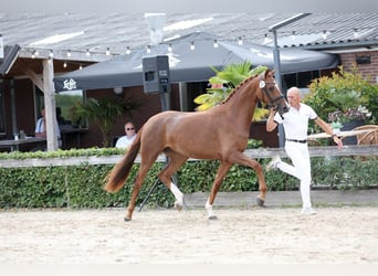 KWPN, Stute, 4 Jahre, 166 cm, Fuchs