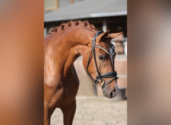 KWPN, Stute, 4 Jahre, 166 cm, Fuchs
