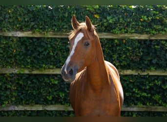 KWPN, Stute, 4 Jahre, 166 cm, Fuchs