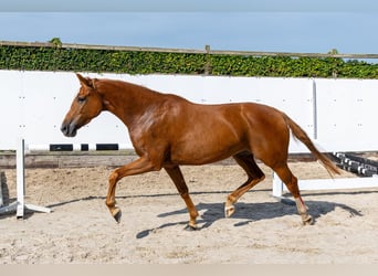 KWPN, Stute, 4 Jahre, 166 cm, Fuchs