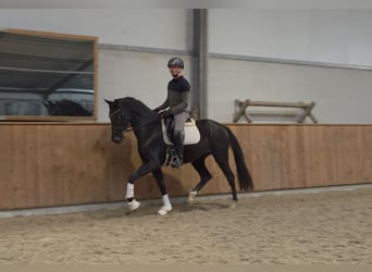 KWPN, Stute, 4 Jahre, 166 cm, Rappe