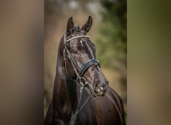 KWPN, Stute, 4 Jahre, 166 cm, Rappe