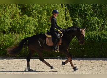 KWPN, Stute, 4 Jahre, 166 cm, Rappe