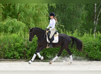 KWPN, Stute, 4 Jahre, 166 cm, Rappe