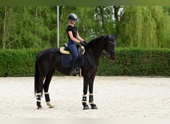 KWPN, Stute, 4 Jahre, 166 cm, Rappe